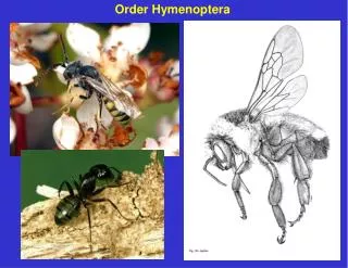 Order Hymenoptera