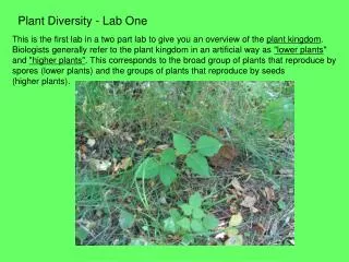Plant Diversity - Lab One
