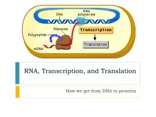 RNA, Transcription, and Translation