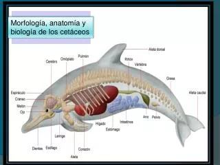 Morfología, anatomía y biología de los cetáceos