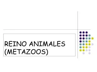 REINO ANIMALES (METAZOOS)