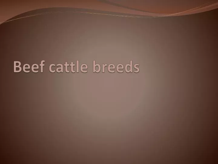 beef cattle breeds