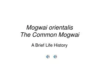 Mogwai orientalis The Common Mogwai