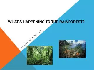 What's happening TO THE Rainforest?