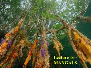 Lecture 16 - MANGALS