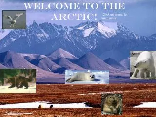 Welcome to the Arctic!