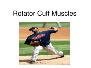 Rotator Cuff Muscles