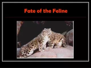 Fate of the Feline