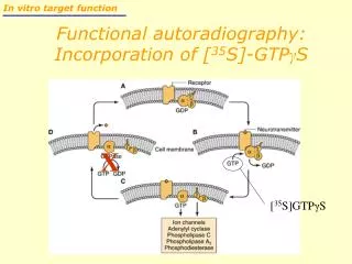 Functional autoradiography: Incorporation of [ 35 S]-GTP γ S