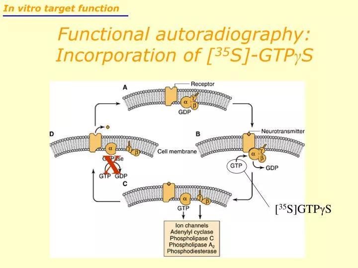 functional autoradiography incorporation of 35 s gtp s