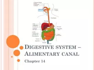 Digestive system – Alimentary canal