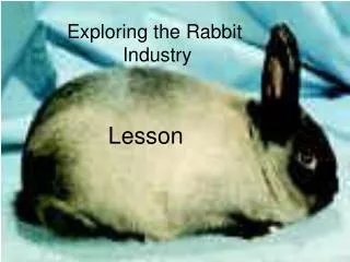 Exploring the Rabbit Industry