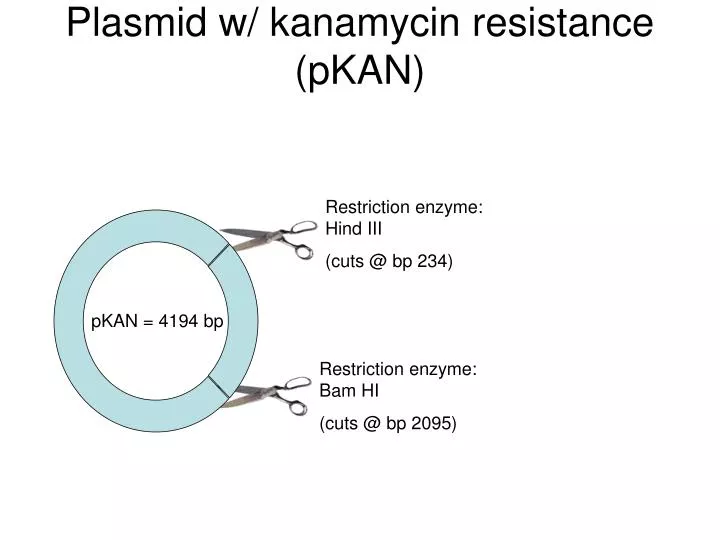 plasmid w kanamycin resistance pkan