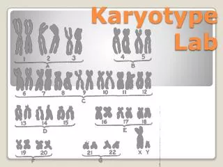 Karyotype Lab