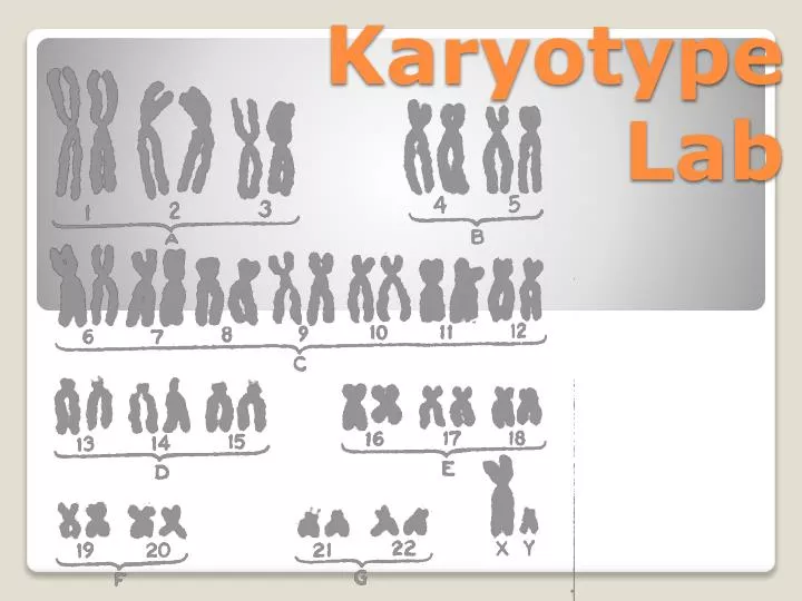 karyotype lab