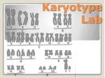 Karyotype Lab - slide 1