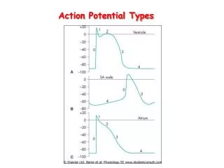 Action Potential Types