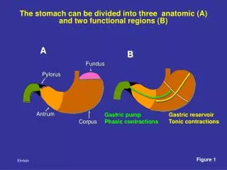 The stomach can be divided into three anatomic (A) and two functional regions (B)