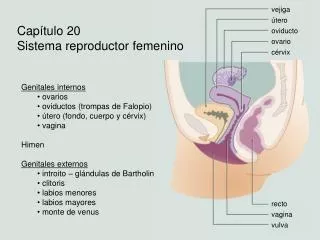 vejiga útero oviducto ovario cérvix
