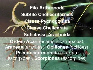 Filo Arthropoda Subfilo Cheliceriformes Classe Pycnogonida Classe Chelicerata