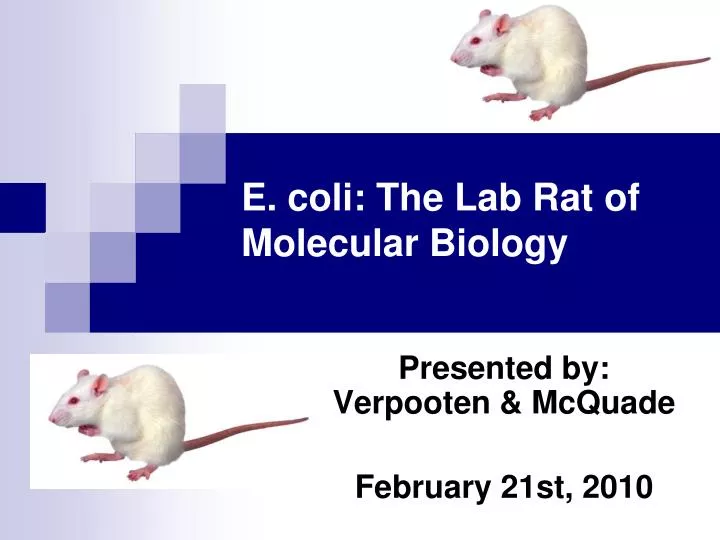 e coli the lab rat of molecular biology
