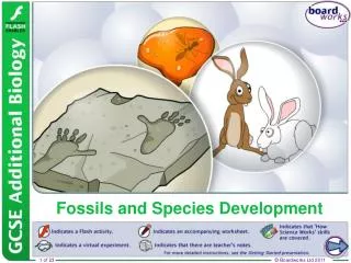 Fossils and Species Development