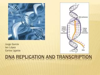 DNA replication and transcription