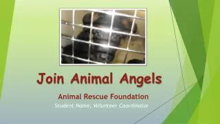 Join Animal Angels