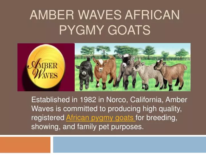 amber waves african pygmy goats