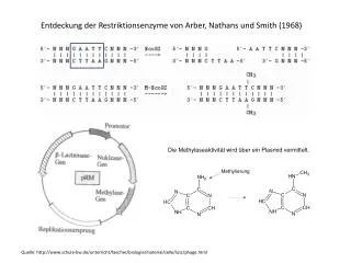 Entdeckung der Restriktionsenzyme von Arber, Nathans und Smith (1968)