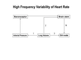 High Frequency Variability of Heart Rate