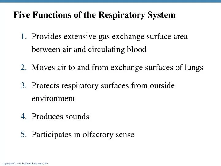 five functions of the respiratory system