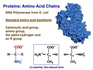 Proteins: Amino Acid Chains