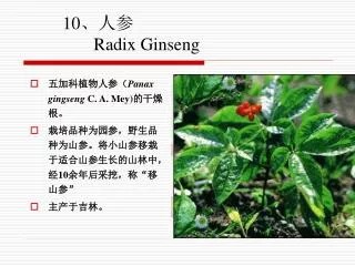 10、人参 Radix Ginseng