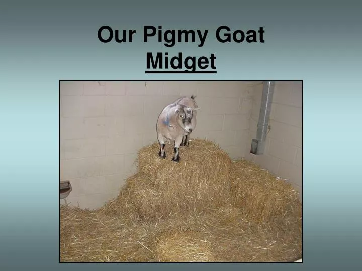 our pigmy goat midget