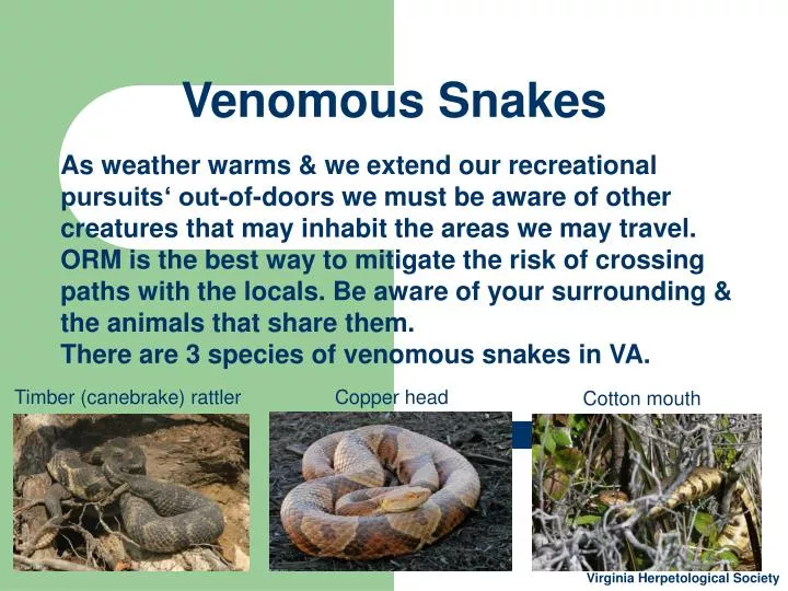 venomous snakes