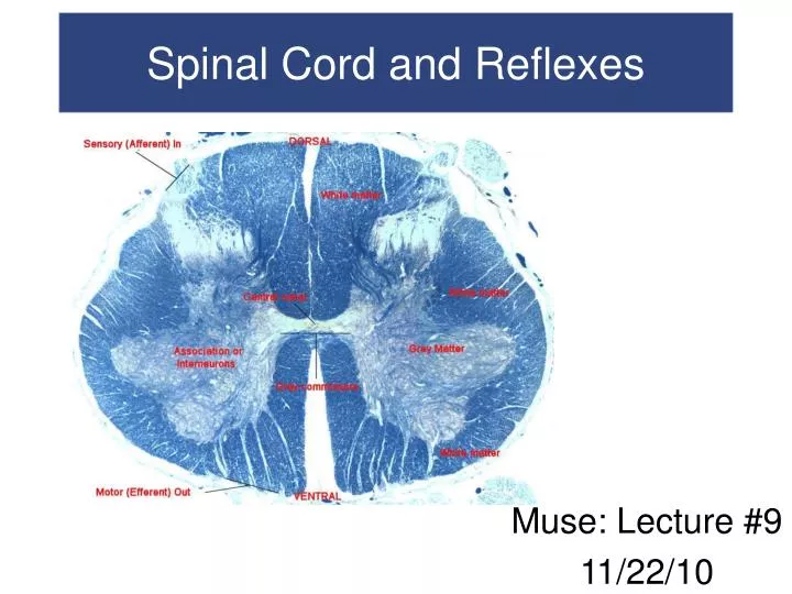 spinal cord and reflexes