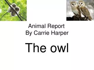Animal Report	 By Carrie Harper