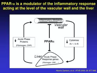 PPAR- α is a modulator of the inflammatory response