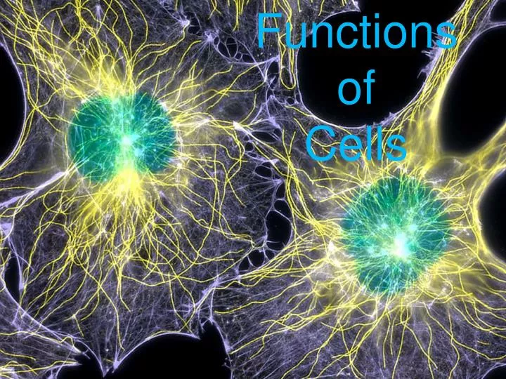 functions of cells