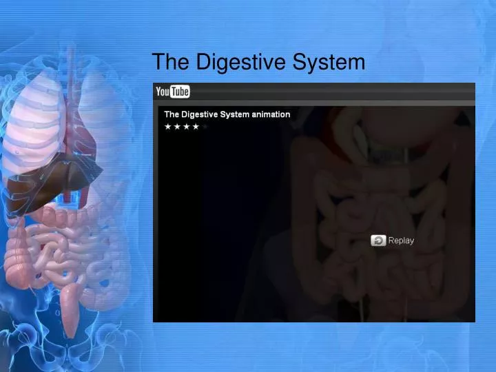 the digestive system