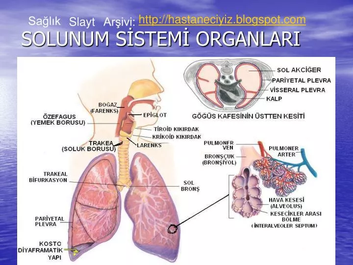 solunum s stem organlari