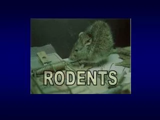 RODENTS
