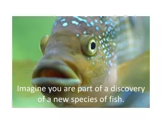 Imagine you are part of a discovery of a new species of fish.