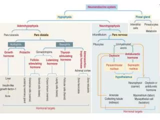 General organization of the neuroendocrine system.