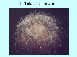 It Takes Teamwork