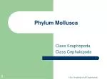 Phylum Mollusca - slide 1