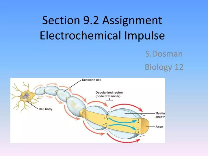 section 9 2 assignment electrochemical impulse
