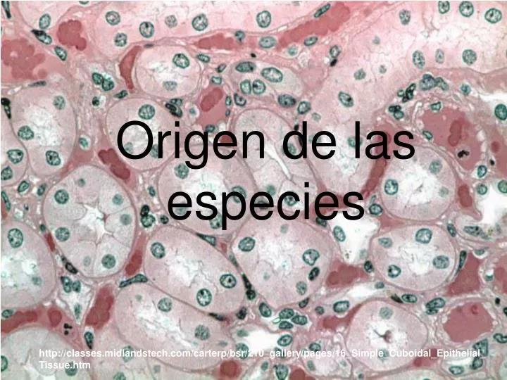 origen de las especies