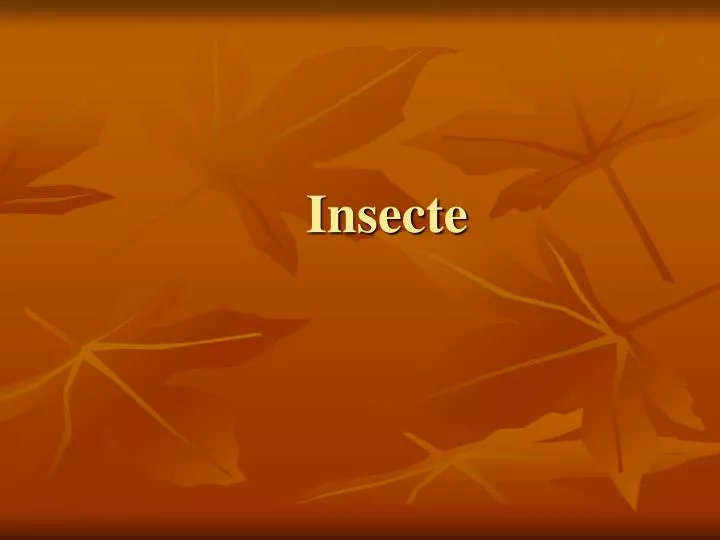 insecte